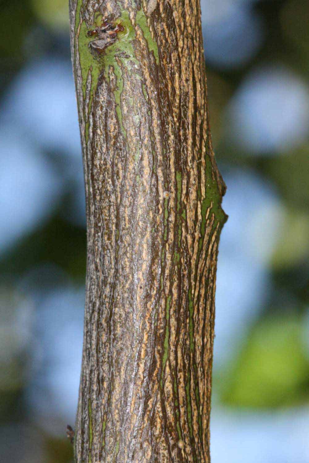              Second - third year twig (Riverside, CA)       